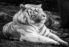 Bukan Orang Sembarangan, Ini 5 Weton yang Disukai Khodam Macan Putih