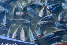 Banyak Cuannya, Ini Tips Budidaya Ikan Nila Bagi Pemula Biar Gak Ambyar