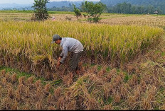 Kemarau, Petani Rejang Lebong Keluhkan Hasil Panen Padi Menurun