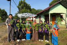 DASTING UMB Hadirkan Hidroponik di Desa Sri Kuncoro Menuju Desa Zero Stunting