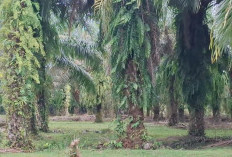 Dua Pencuri Sawit di Desa Padang Pandan Bengkulu Selatan Ditangkap