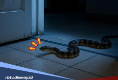 5 Mitos Ular Masuk Rumah Menurut Primbon Jawa, Ada Pertanda Baik dan Buruk