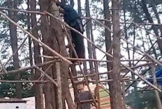 Waduh...Ada Laporan Pohon di Pantai Panjang Ditebang, Padahal untuk Keindahan Pantai