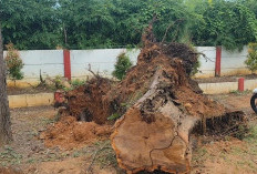 Pohon Tumbang di Lapangan Golf, Seorang Caddy Meninggal Dunia
