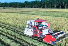 Hasil Program Oplah Non Rawa Seluas 2.200 Hektare di Seluma Diklaim Hasilkan 11 Ribu Ton Gabah 