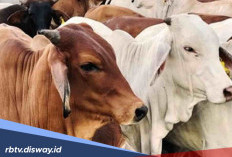 Cara Memilih Hewan Kurban Jenis Kambing dan Sapi yang Bagus dan Sehat