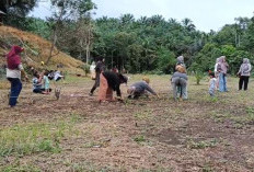 Musim Tanam Padi Akhir Tahun Petani di Bengkulu Tengah Terancam Gagal