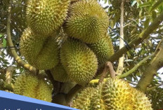 Tips Perawatan Pohon Durian agar Cepat Berbuah 