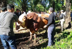 Dibeli Seharga Rp109 Juta, Sapi Presiden Prabowo Berbobot 977 Kg di Seluma Diserahkan untuk Warga SAM