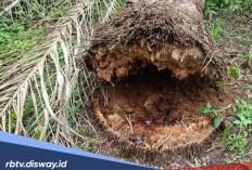 Cara Mengatasi Penyakit Akar pada Tanaman Kelapa Sawit