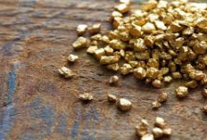 Travel Routes to Gold Sites in South Sulawesi Still Buried in the Forest