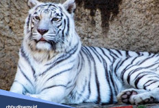 Kemampuan Pemilik Khodam Macan Putih Menurut Primbon Jawa