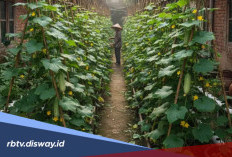 Tahan Panas, 4 Jenis Sayuran Ini Cocok Ditanam saat Musim Kemarau