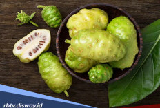 Ternyata 10 Manfaat Kesehatan Ini Bisa Kamu Rasakan jika Mengkonsumsi Buah Mengkudu