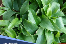 Begini Manfaat Daun Kencur untuk Kecantikan, Cantik Tidak Harus Mahal