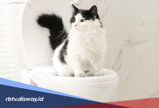 Cara Melatih Kucing agar Pup di Toilet, Bisa Dicoba di Rumah