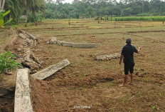 Lahan Pertanian Air Hitam Seluma Timur Terancam Alih Fungsi Lahan