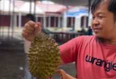 Lomba Durian di Rejang Lebong, Disiapkan 1.000 Buah untuk Dimakan Bersama Masyarakat 
