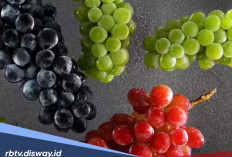 Kandungan Nutrisi dan 7 Manfaat Anggur Segar Bagi Kesehatan dan Kecantikan