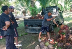 Dinas TPHP Provinsi Bengkulu Umumkan Jika Harga TBS Kelapa Sawit Rp 3.409 per Kilogram