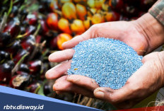 Urutan dan Periode Pemupukan Kelapa Sawit agar Cepat Berbuah Menurut Ahli