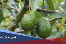 6 Tips Alami agar Pohon Alpukat Cepat Berbuah