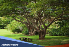 7 Rekomendasi Jenis Pohon Pelindung untuk Halaman Rumah