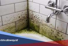 Cara Menghilangkan Lumut di Kamar Mandi agar Bersih dan Tidak Licin