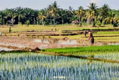 Musim Tanam Tiba, Petani Seluma Keluhkan Kelangkaan Alokasi Pupuk Subsidi