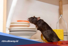 Repot Banyak Tikus di Rumah? Begini Cara Ampuh Usir Tikus Tanpa Racun