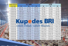 Pinjaman Kupedes BRI Rp 35 juta, Begini Cara Bayar Angsuran Yarnen Bagi Peternak Ayam