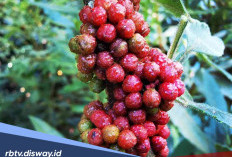 7 Manfaat Merica Batak untuk Kesehatan, Apa saja Kandungannya?