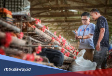 KUR BRI Pinjaman Rp 65 Juta untuk Peternak Ayam, Pilih Tenor Sesuai Kemampuan Bayar
