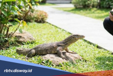 Konsumsi Daging Biawak Halal atau Haram Dalam Islam? Begini Penjelasannya