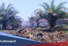Musim Kemarau Panjang, Ini Dampaknya bagi Tanaman Kelapa Sawit