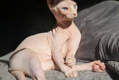 Kucing Sphynx, Kucing Tanpa Bulu yang Unik dan Punya Banyak Keistimewaan