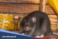 Penyebab Tikus Sering Masuk Rumah dan Cara Mencegahnya Paling Efektif