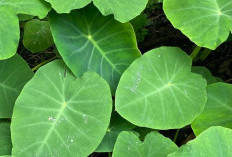 Seperti Ini Manfaat Daun Talas untuk Kecantikan, Anda Bisa Mengolahnya