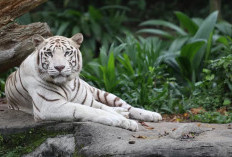 Terungkap, Weton Pon Disukai Khodam Macan Putih Karena Hal Ini