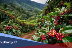 Daftar Daerah Penghasil Kopi Terbesar di Indonesia, Sumatera Nomor 1?
