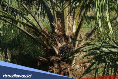 Cara mengatasi Penyakit Busuk Umbut atau Bud Rot pada Tanaman Kelapa Sawit