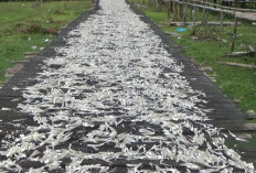 Pemkab Mukomuko Bakal Update Pendataan Hasil Tangkapan Ikan