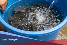 Cara Ternak Ikan Lele Bagi Pemula di Ember, Mudah Dilakukan dan Cepat Panen 