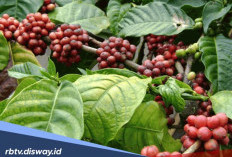 Begini Cara Mengatasi Penyakit Bercak Buah Cercospora pada Tanaman Kopi