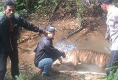 Harimau Sumatra Jantan Ditemukan Jadi Bangkai di Anak Sungai SP 4 Mukomuko Bengkulu