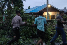 Polsek Selebar Gerak Cepat Bersihkan Pohon Tumbang di Jalan Bumiayu Raya