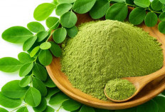 Daun Kelor Bisa Membuat Anda Semakin Cantik, Begini Cara Mengolahnya
