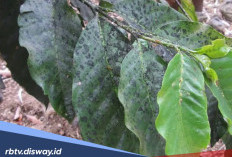 Begini Cara Mengatasi Penyakit Jamur Jelaga pada Tanaman Kopi
