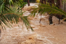 Banjir Rendam Sawah dan Pemukiman Penduduk Warga Desa Lubuk Resam