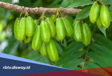Merawat Kecantikan dengan Khasiat Belimbing Wuluh, Cek Manfaatnya Berikut